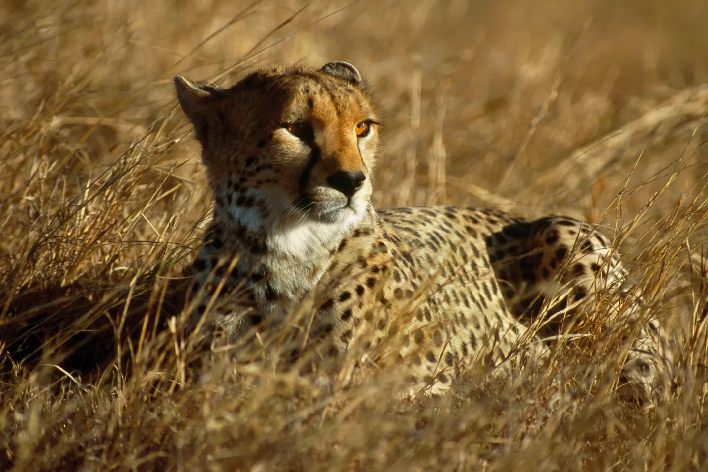A cheetah laying in the grass looking at something.
