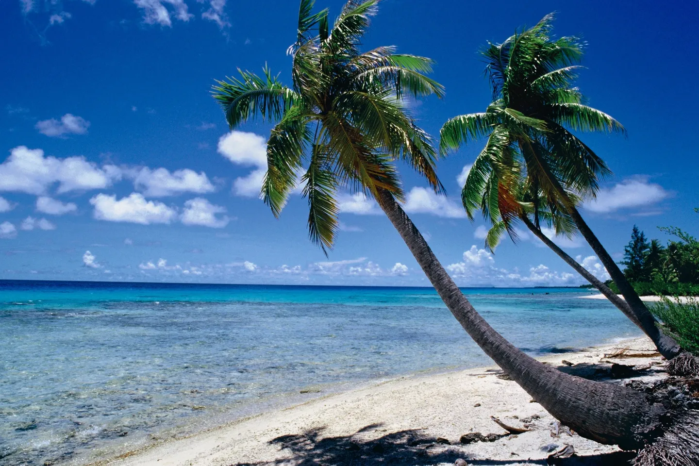 A beach with two palm trees on the shore.