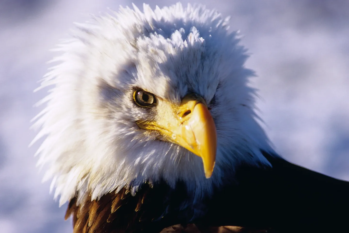 A bald eagle with white feathers and yellow beak.