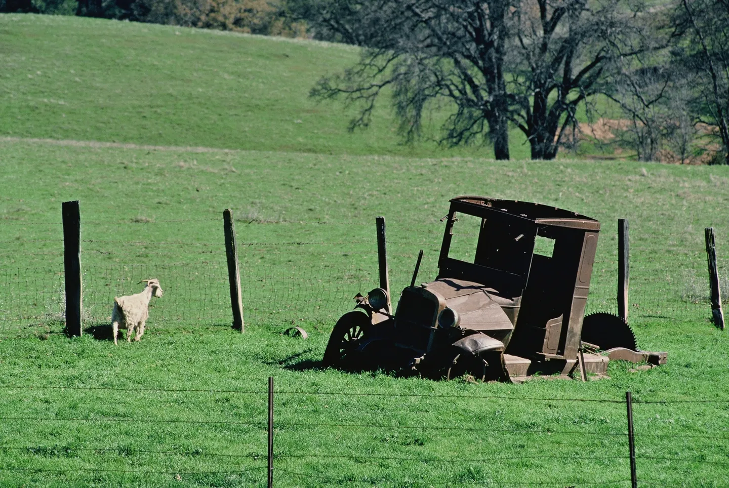 A sheep is walking in the grass near an old truck.