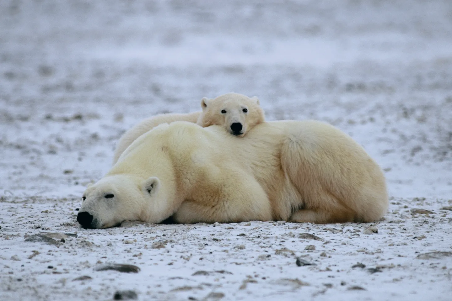 A polar bear and her cub sleeping on the beach.