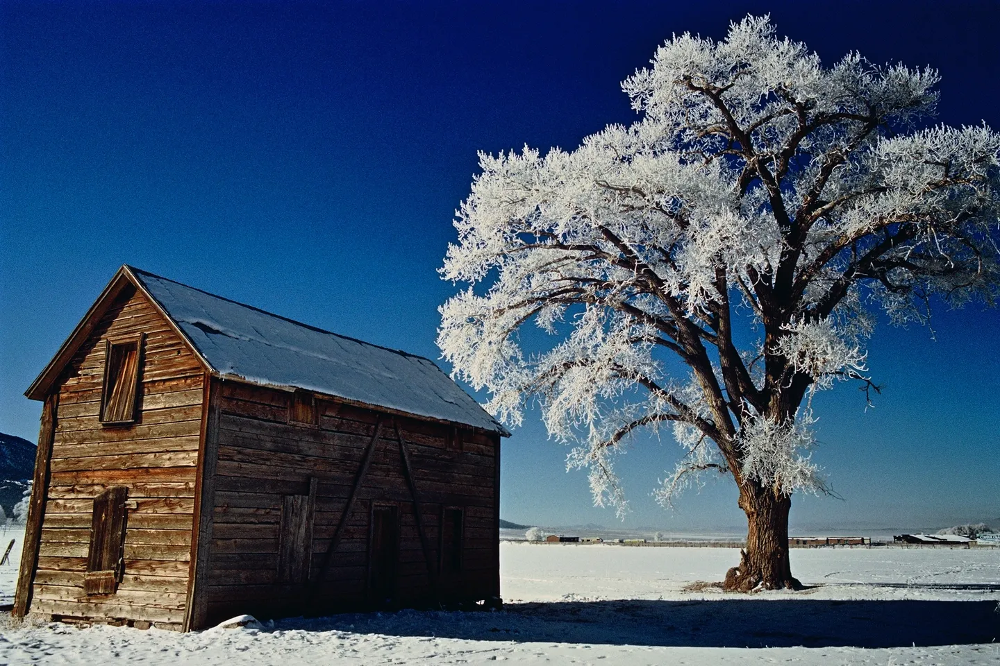 A tree and barn in the snow