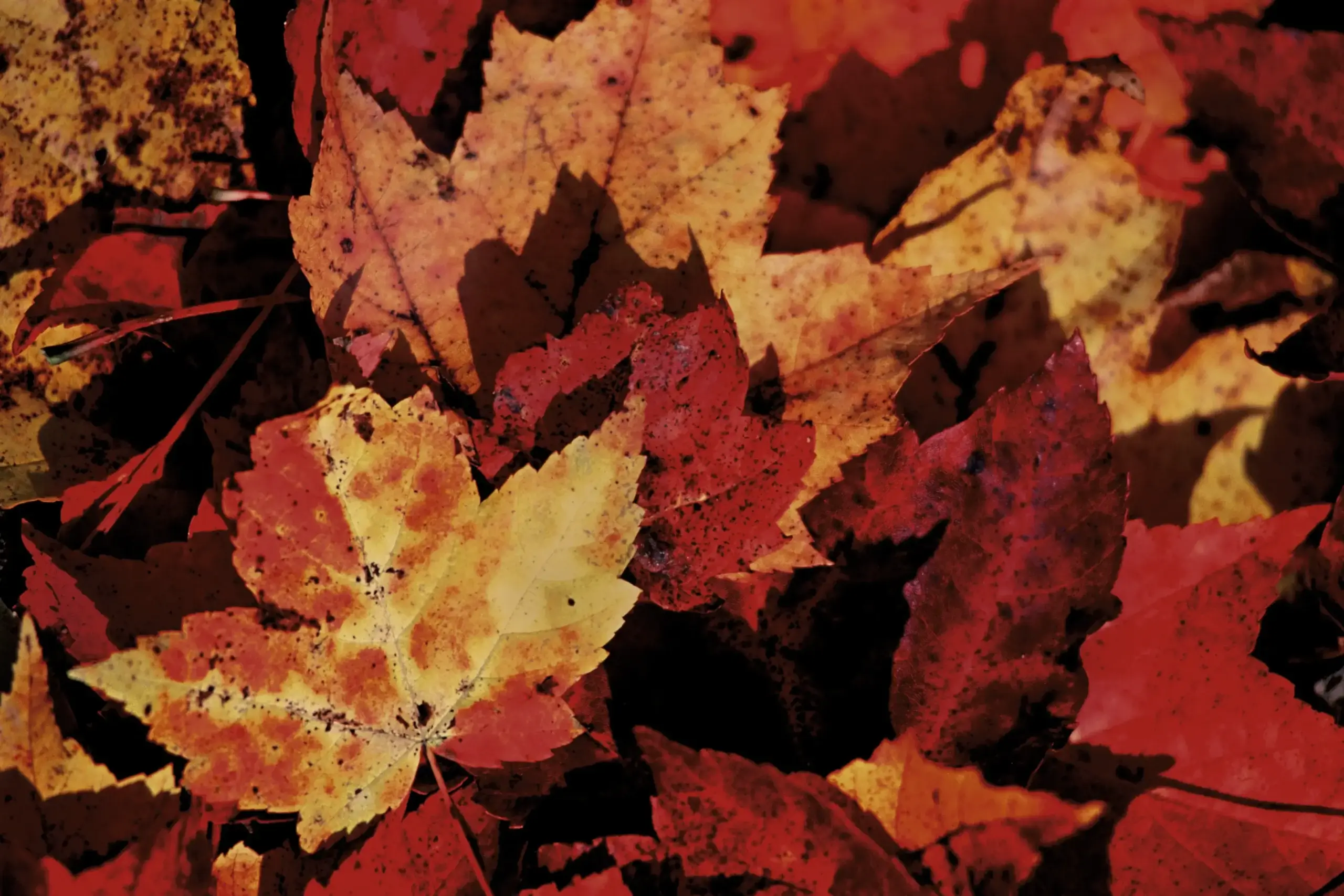 A close up of leaves on the ground