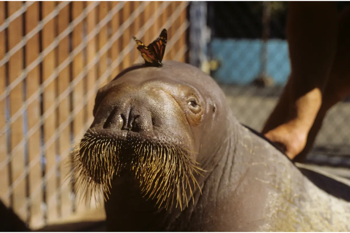 Walrus with butterfly perched on its head.
