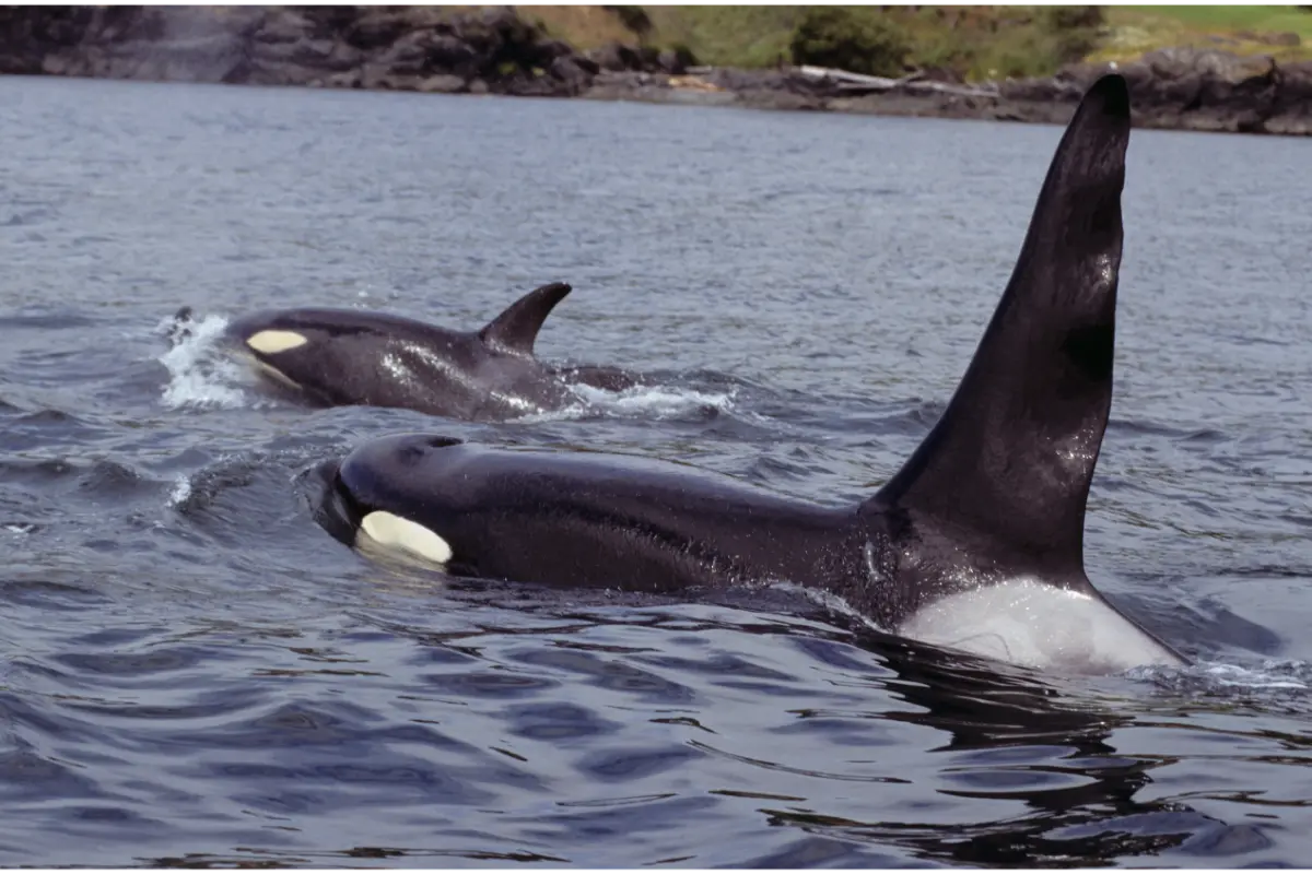 Two orcas swimming in the ocean.