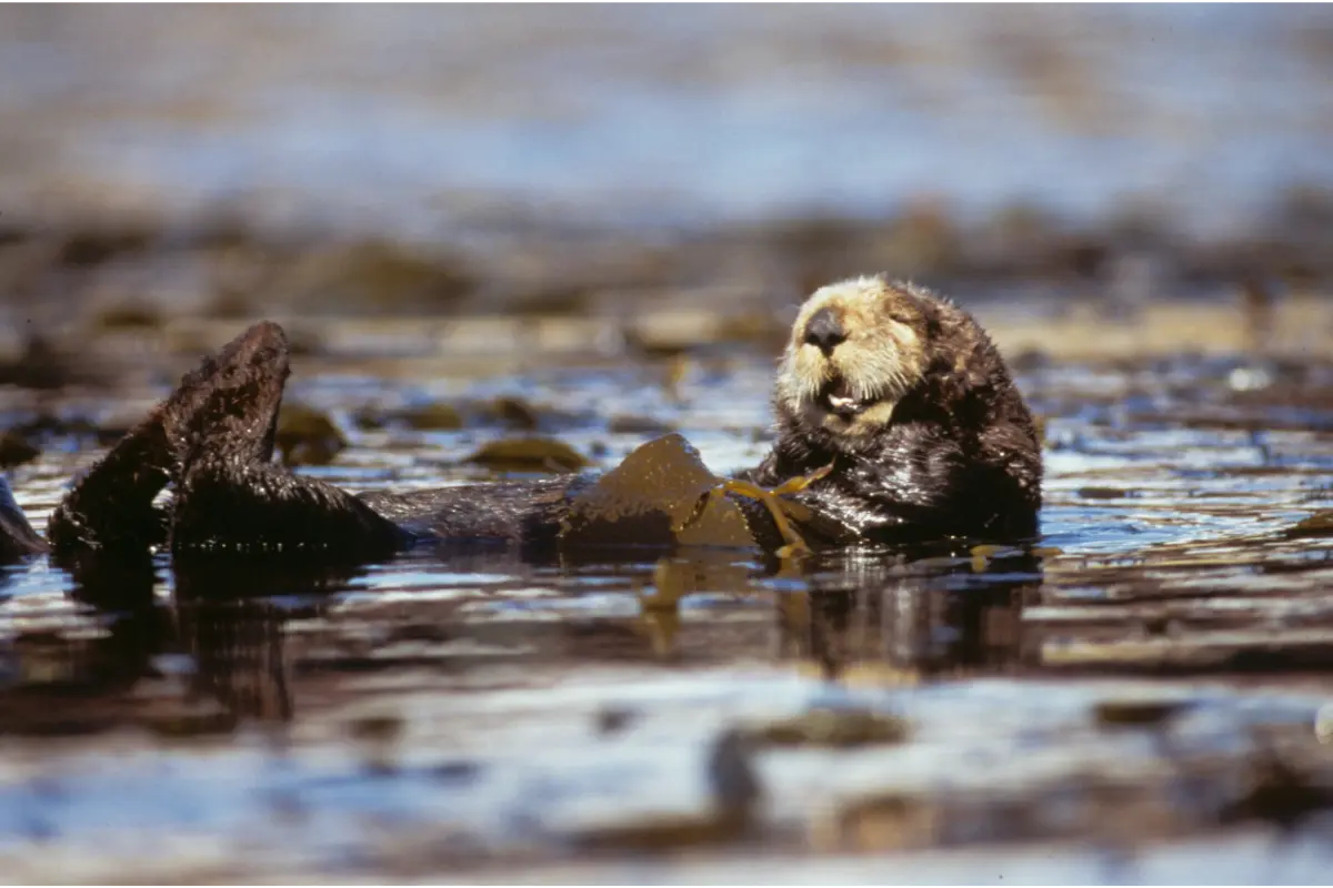 Sea otter floating on its back.
