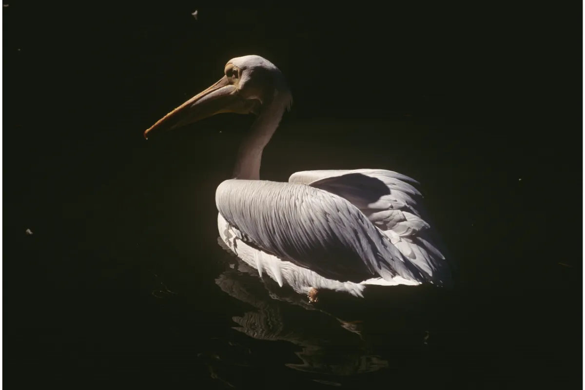 Pelican floating on dark water surface.