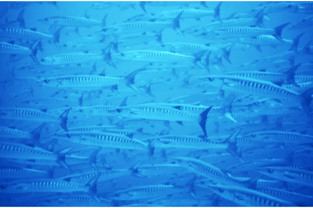 School of fish swimming underwater.
